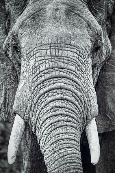Olifant (close up) van Inge Meijer