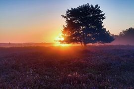 Mehlinger Heide von Thomas Herzog