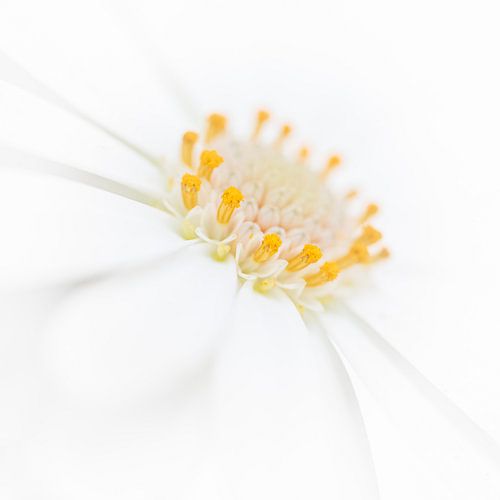 The yellow heart of a white daisy