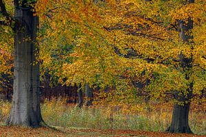 Herfstkleuren  von Menno Schaefer