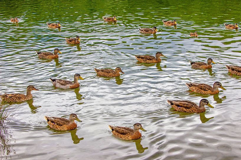 A duck gathering by Christa Kramer