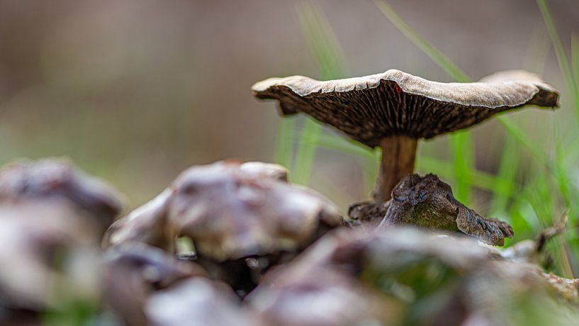 Mushroom by Ingrid Aanen