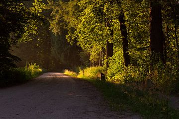 Vroeg ochtendlicht op weg naar magie. van Shotz by Mindy