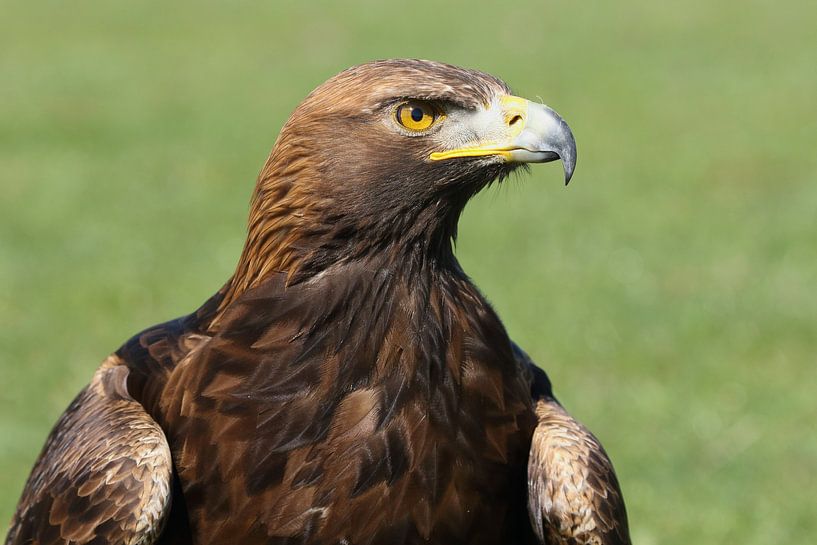 Steinadler (Aquila chrysaetos) von Ronald Pol