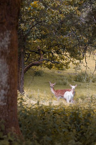 Variantes de couleurs