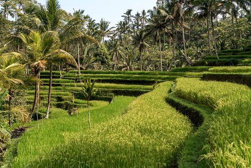 Rijstterrassen bij Ubud, Bali, Indonesië
