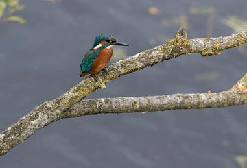 Eisvogel aus einer Fotohütte in Drenthe von Merijn Loch