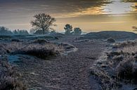 Zonsopkomst op Loonse en Drunense duinen van Edwin Werkhoven thumbnail