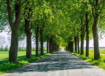 Allee im Park mit Straße von Animaflora PicsStock