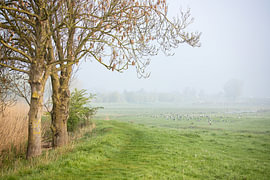 Optrekkende mist van Petra Kilwinger