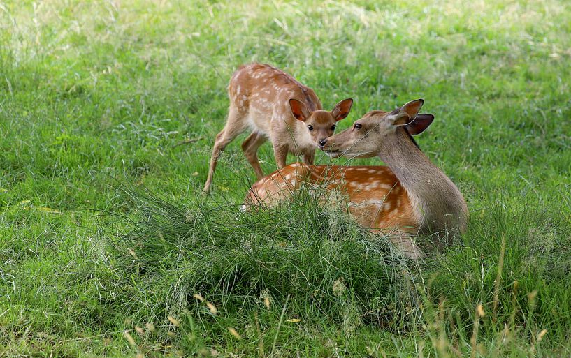 Fawn and Rieke by Heike Hultsch