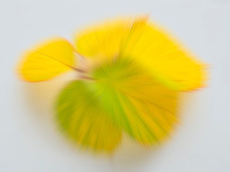 Couleurs d'automne enjouées 1 par Jaap Tanis