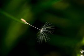 detail van een pluisje van een paardenbloem van Margriet Hulsker