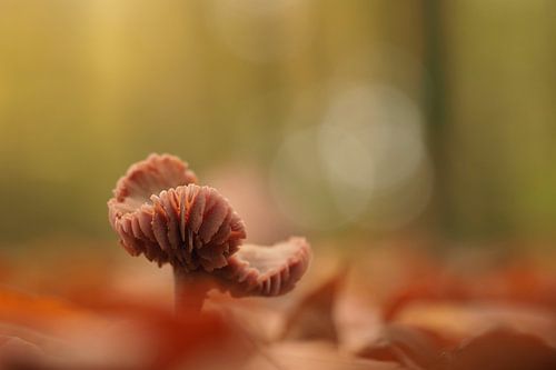 Paddenstoel op bladerdek