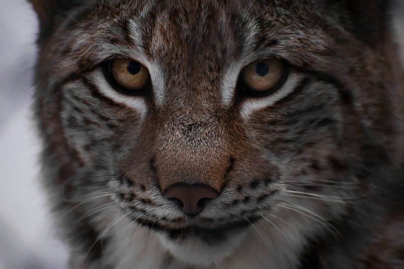 Snuit lynx close-up-grote ogen, blije grijns. van Michael Semenov