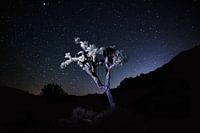Joshua tree national park