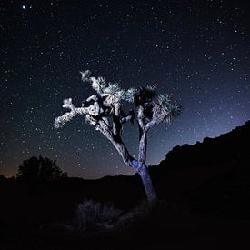 Parc national de Joshua tree sur Dennis Van Donzel