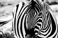 Zebra close-up