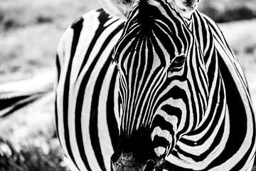 Zebra close-up van Marit van de Klok
