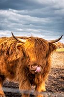 Bovins des Highlands