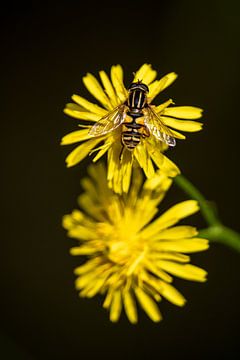Wasp on yellow roadside flower with dark background by Stef Heijenk