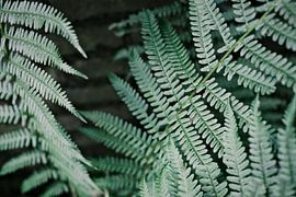 The pastel green leaves of a fern by Diana van Neck Photography