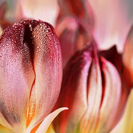 rosa Tulpen von Dieter Walther
