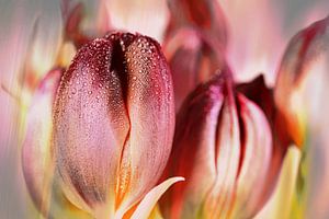 rosa Tulpen