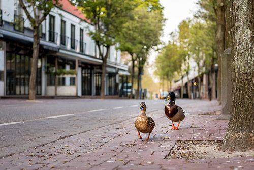 Silence in the streets