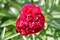 Pioenroos rood/ roze