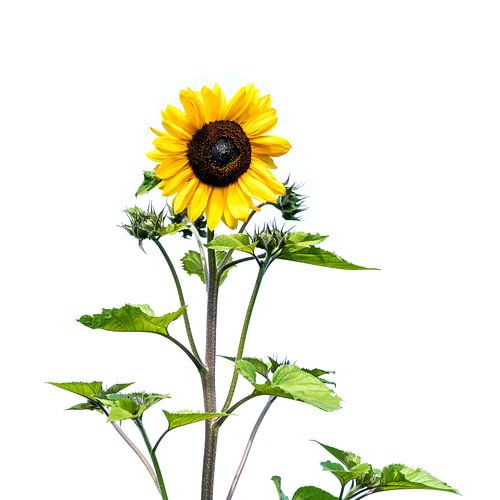Sunflower by Anouschka Hendriks