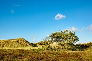 Landschaft in den Dünen auf der Insel Amrum