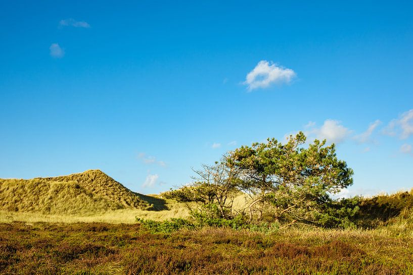 Landschaft in den Dünen auf der Insel Amrum van Rico Ködder