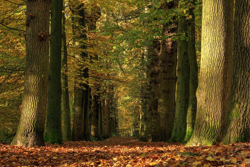 Allee im Herbstwald von FotoBob