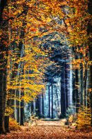 Autumn forest