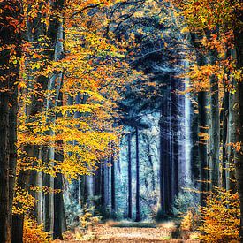 Herbstwald von Jessica Berendsen