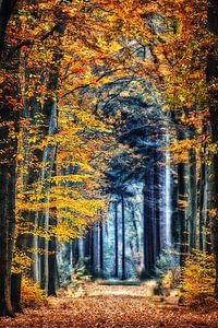 Forêt d'automne