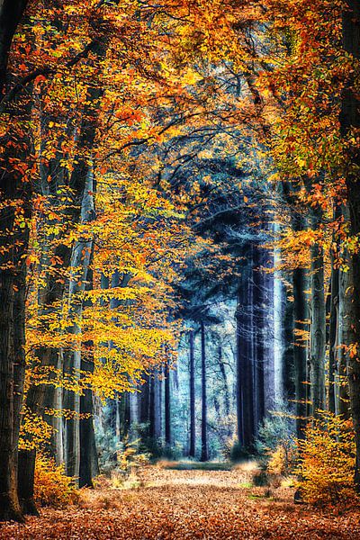 Herfstbos van Jessica Berendsen