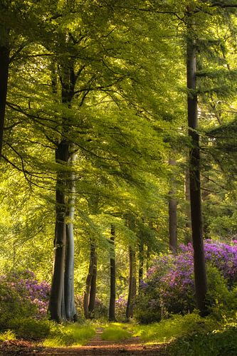 Bloeiende rododendrons in het sprookjesbos