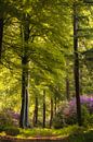 Flowering rhododendrons in the fairytale forest by Moetwil en van Dijk - Fotografie thumbnail