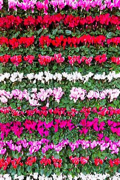 Diverse kleuren bloemen Cyclamen in rijen