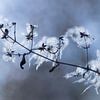 Die schönen Samenkapseln von Clematis vitalbi in winterlicher Atmosphäre von Birgitte Bergman