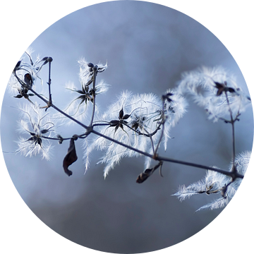 De prachtige zaadpluizen van de Clematis vitalbi in winterse sfeer van Birgitte Bergman