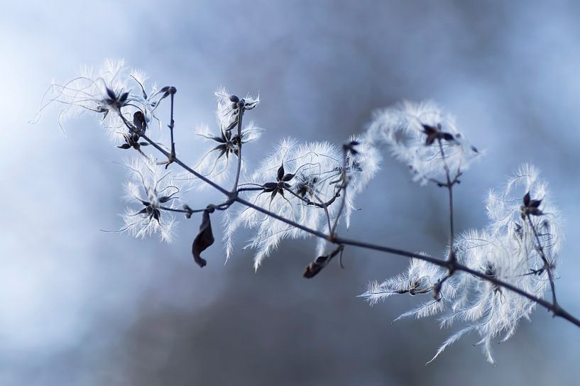 Die schönen Samenkapseln von Clematis vitalbi in winterlicher Atmosphäre von Birgitte Bergman