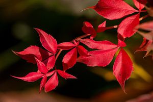 sprig with red leaves of Wild Vine by Klaartje Majoor