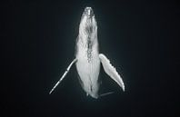 Een walviskalf komt langzaam boven om de longen met verse lucht te vullen van Koen Hoekemeijer thumbnail