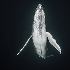 Een walviskalf komt langzaam boven om de longen met verse lucht te vullen
