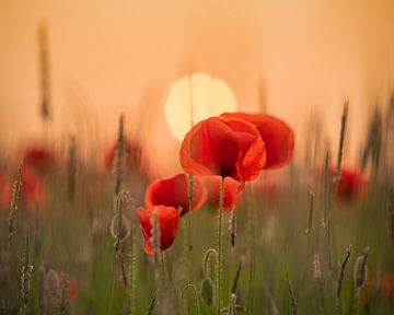 Poppies by Jolanda de Leeuw