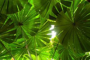 Palmiers-éventails australiens dans le parc national de Daintree en Australie