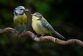 Fütterungszeit - Blaumeise